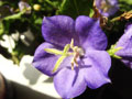 Цветок с синими лепестками
